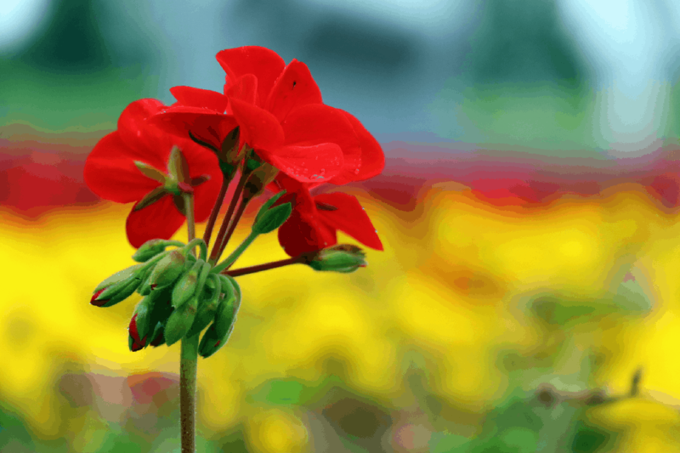 玫红色的花, 入了第一股, CLYQ 玫红色的花, 入了第一股, CLYQ